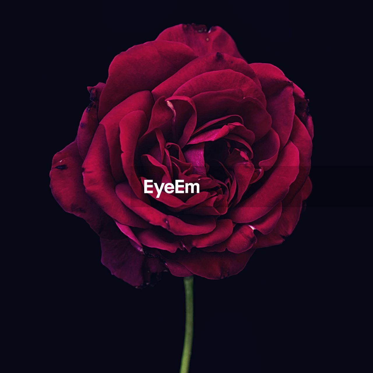 Close-up of rose over black background