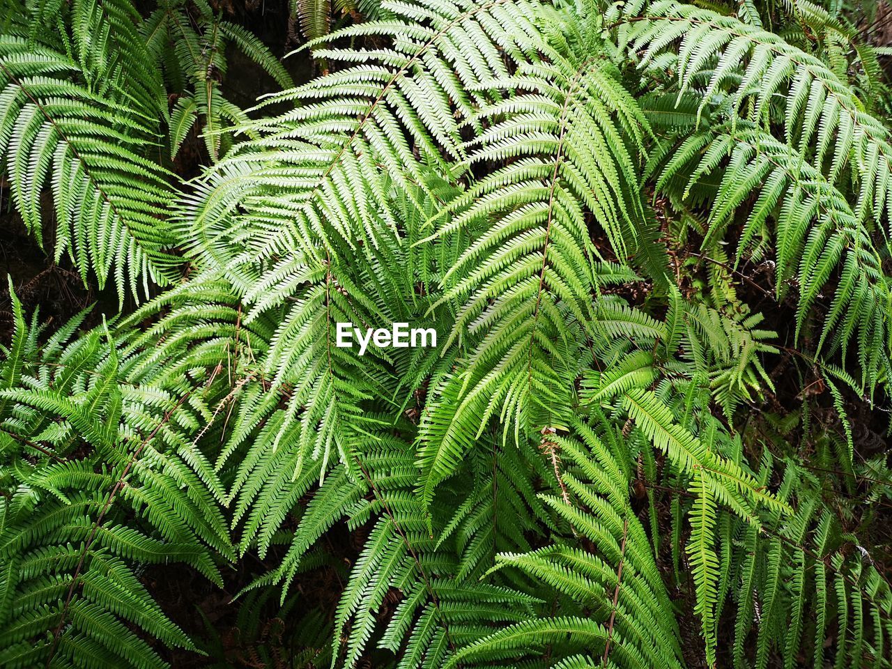 High angle view of fern amidst trees in forest