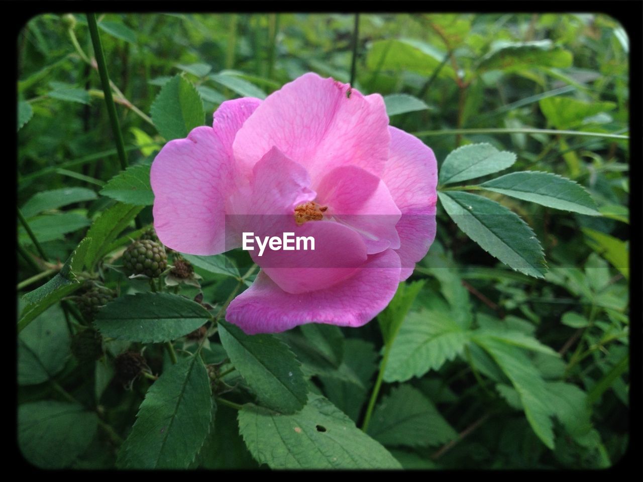 Close-up of pink flower blooming in park