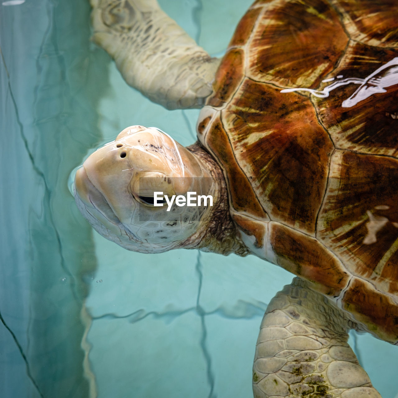 Close-up of turtle in sea