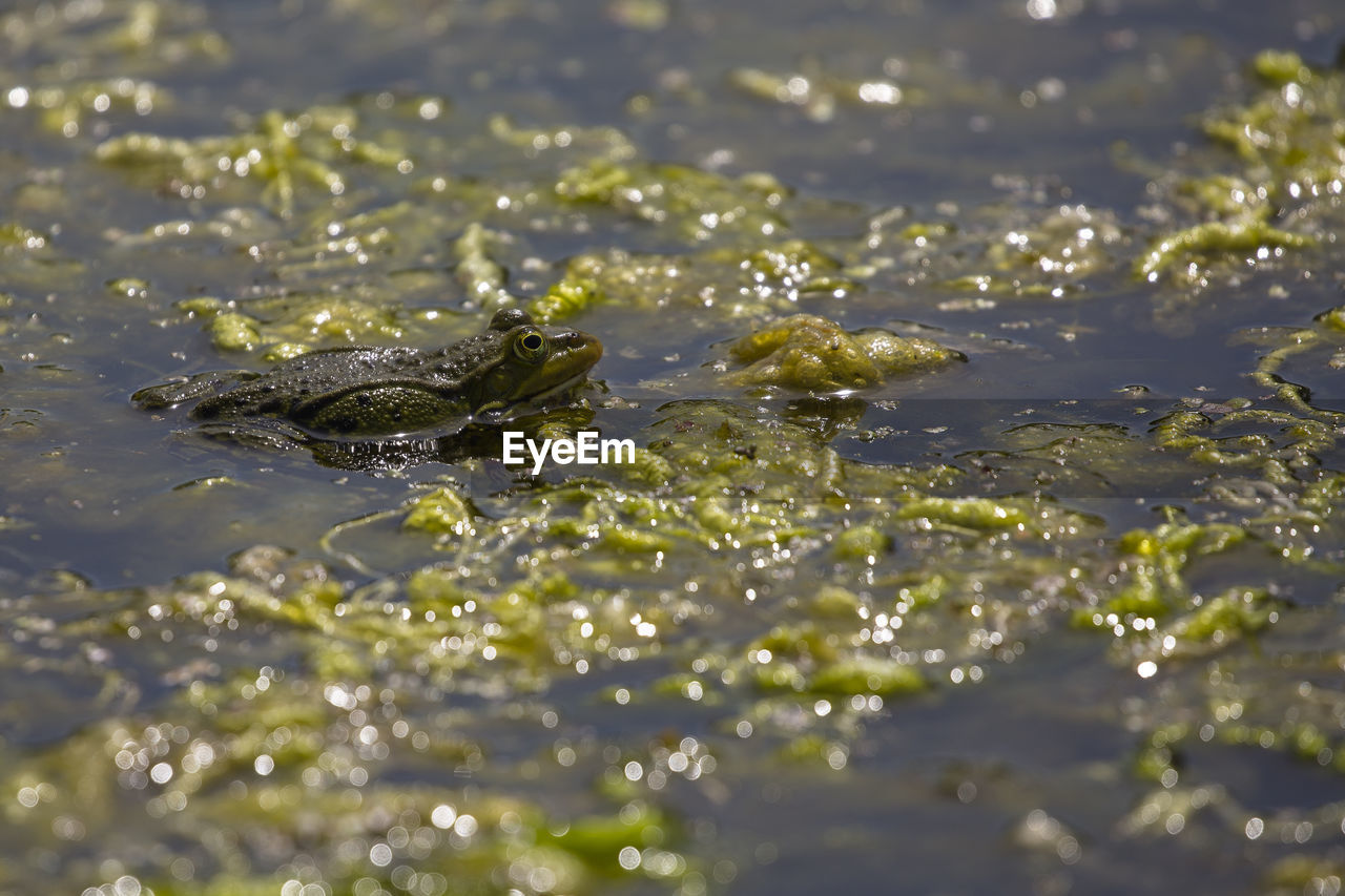 VIEW OF TURTLE IN LAKE