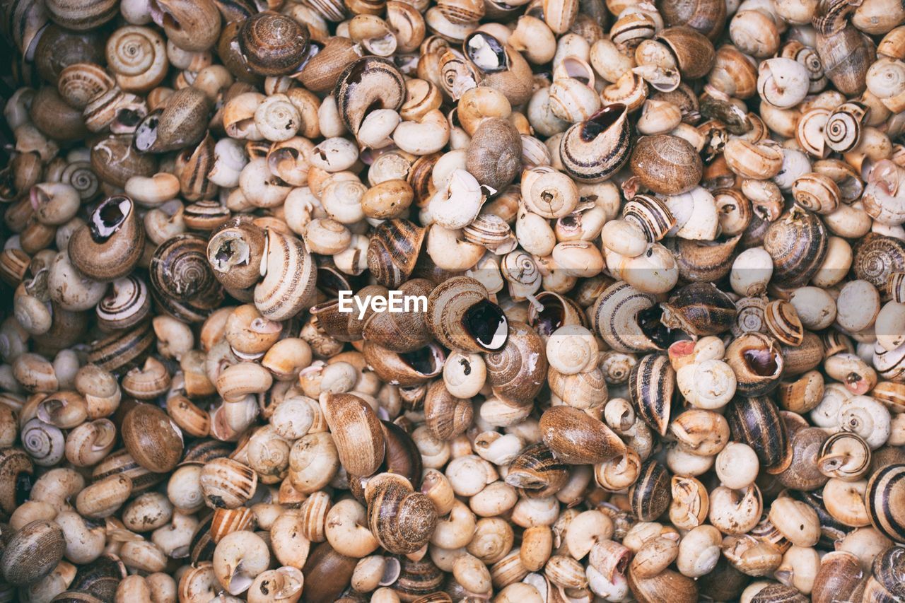 Full frame shot of seashells