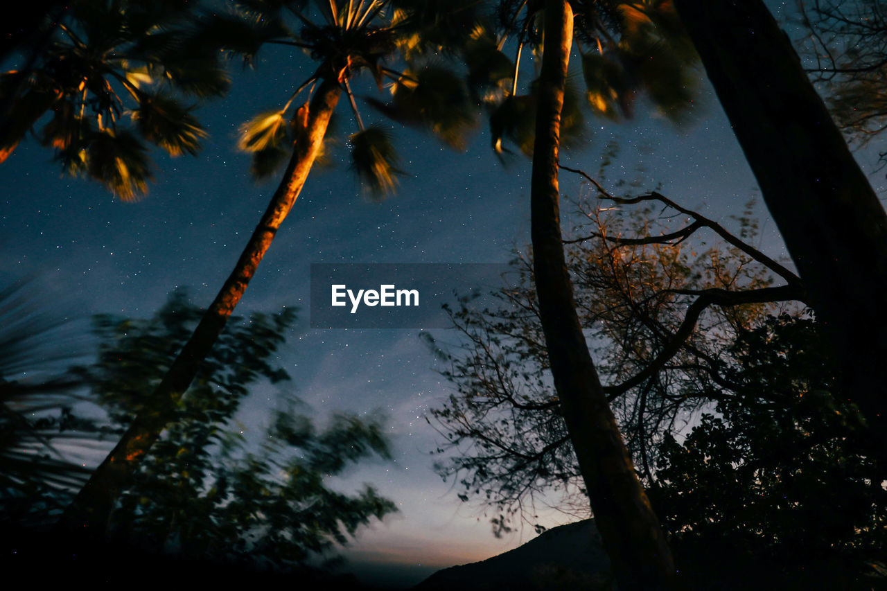 Upward view of palm trees in night sky with stars in background.