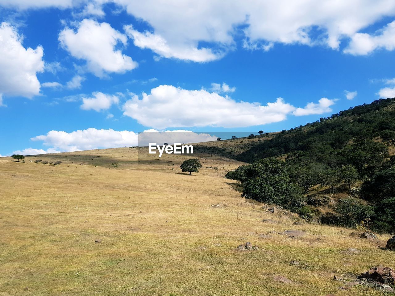 SCENIC VIEW OF TREES ON FIELD AGAINST SKY