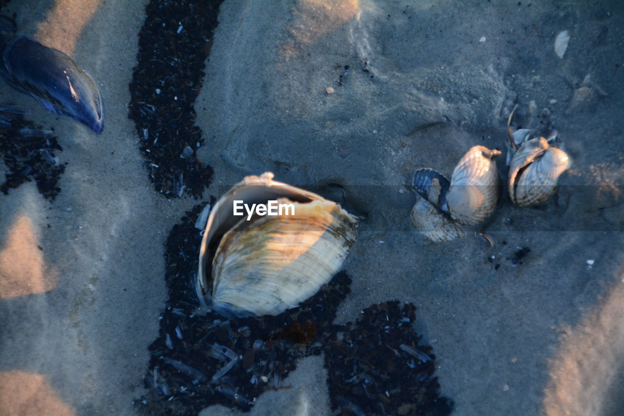 Directly above shot of seashells on shore