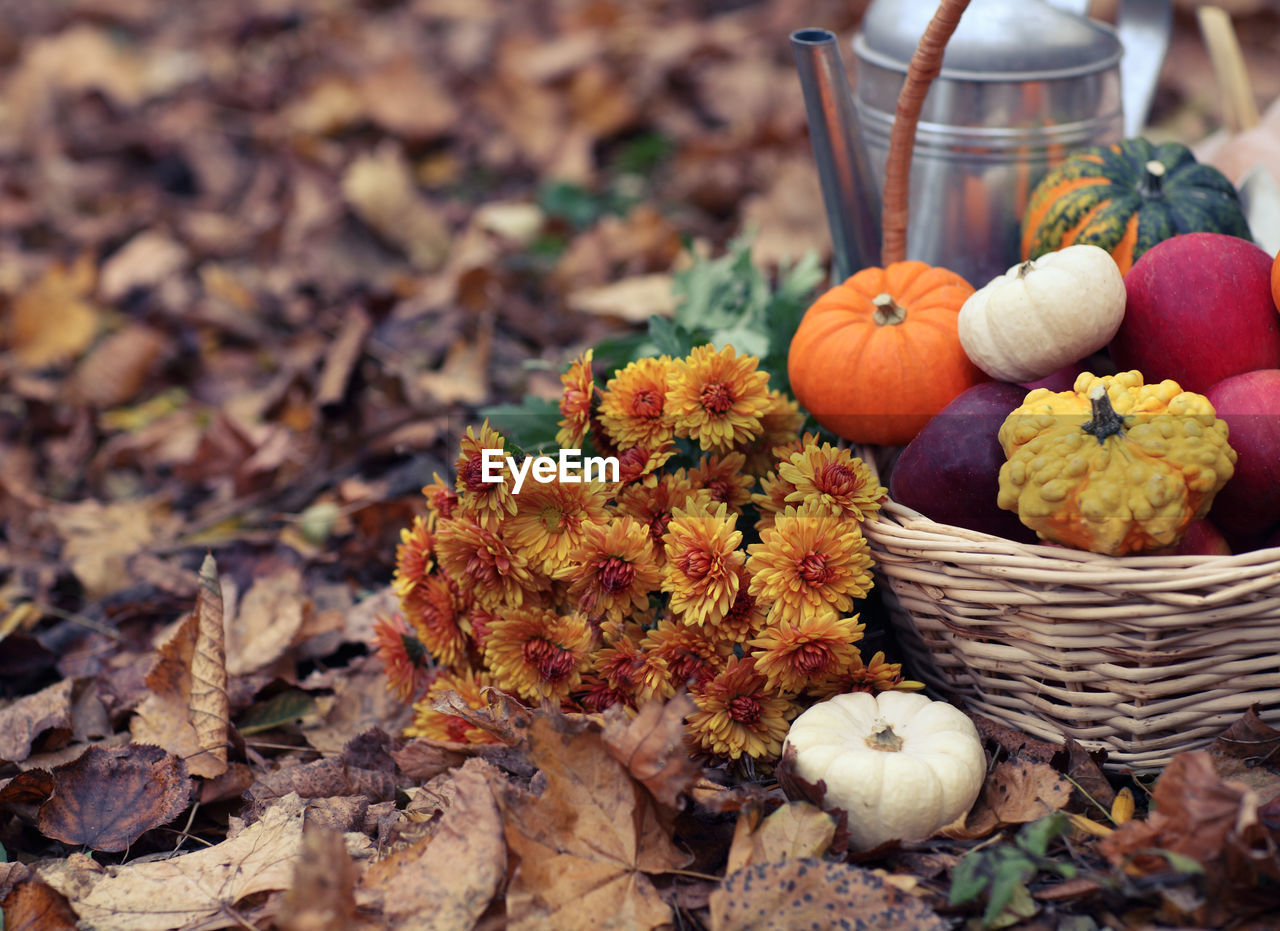 HIGH ANGLE VIEW OF PUMPKINS ON AUTUMN LEAVES