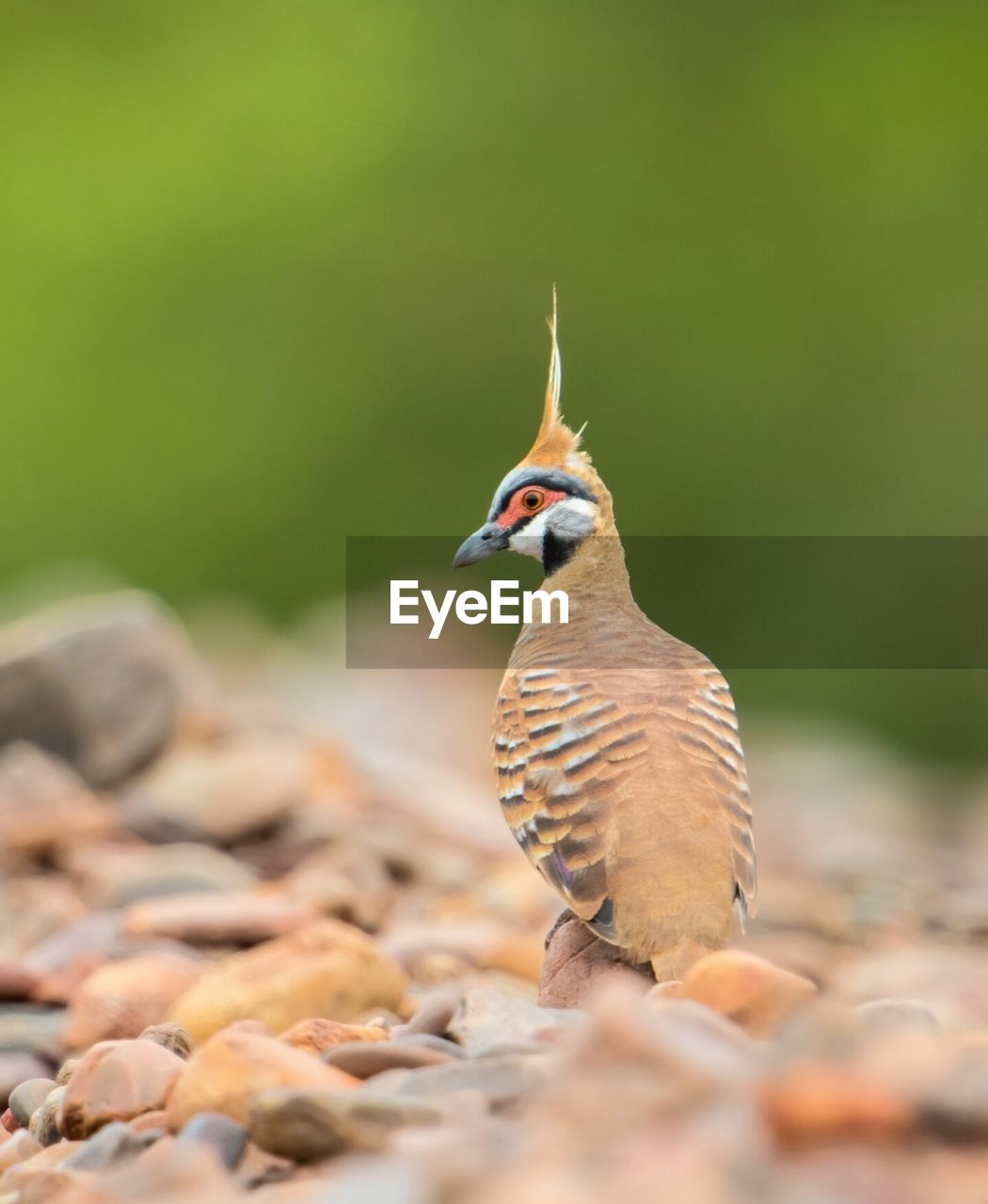 SIDE VIEW OF A BIRD