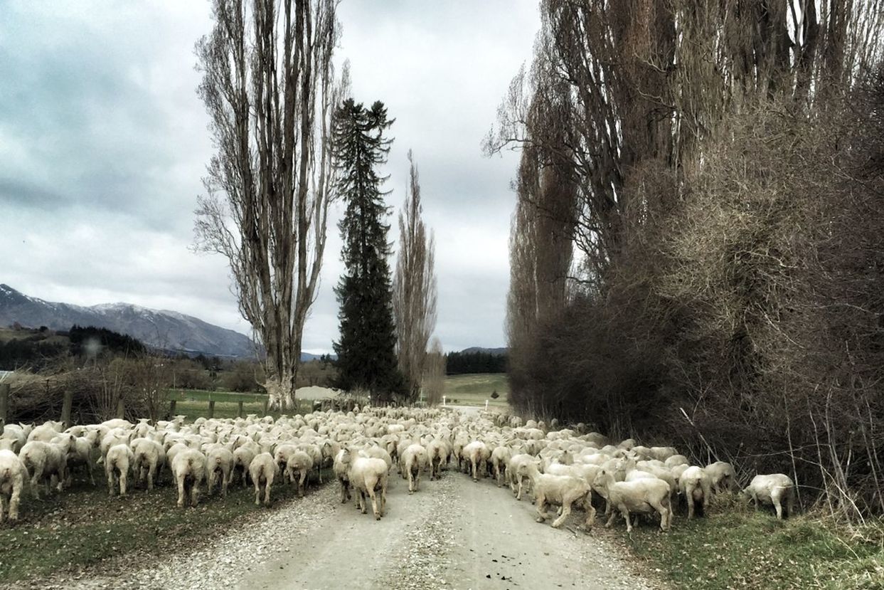 Flock of sheep on road amidst trees against sky