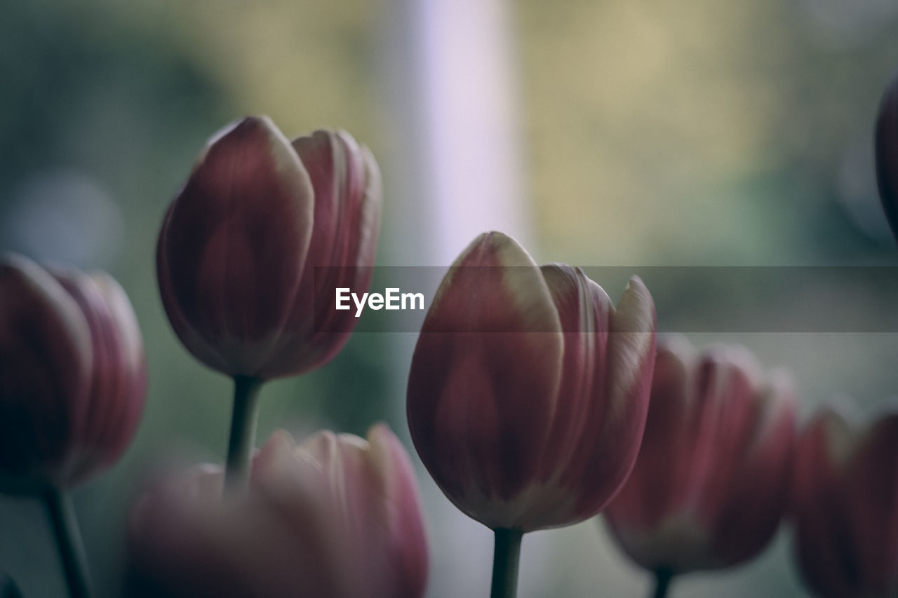 CLOSE-UP OF HANDS HOLDING FLOWERS