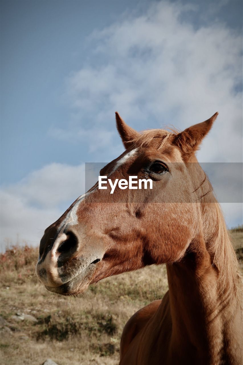 Brown horse in a pasture