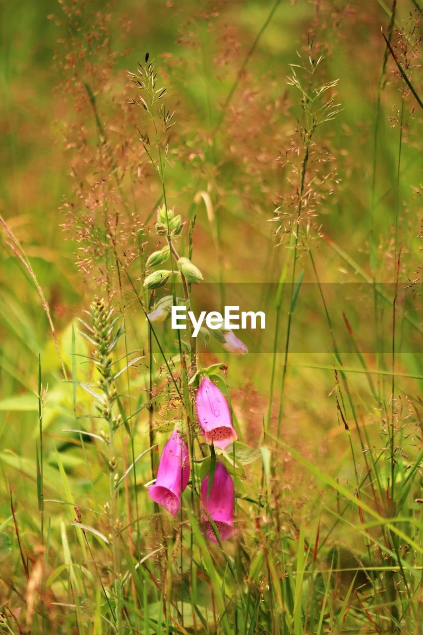 CLOSE-UP OF PINK FLOWERING PLANT ON FIELD