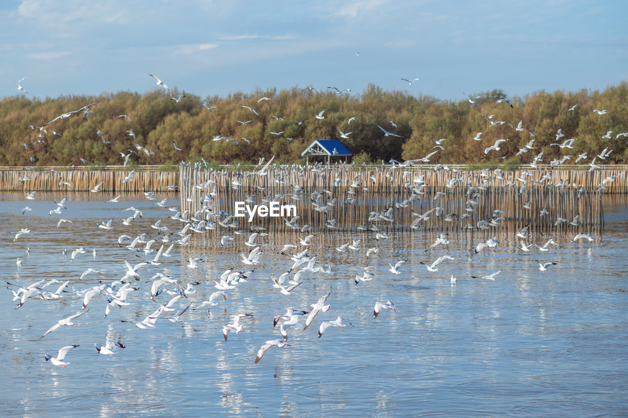 water, bird, animal themes, wildlife, animal, animal wildlife, group of animals, large group of animals, water bird, reflection, nature, flock of birds, flying, no people, sky, day, flock, beauty in nature, lake, wetland, outdoors, winter, environment, scenics - nature