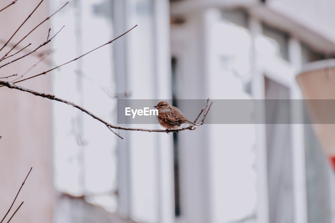 animal themes, animal, one animal, animal wildlife, bird, wildlife, branch, focus on foreground, no people, architecture, day, nature, perching, outdoors, building exterior, built structure, spring, twig