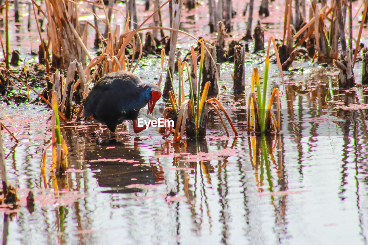 DUCKS IN LAKE