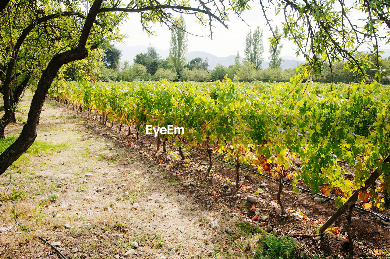 Vineyard against sky