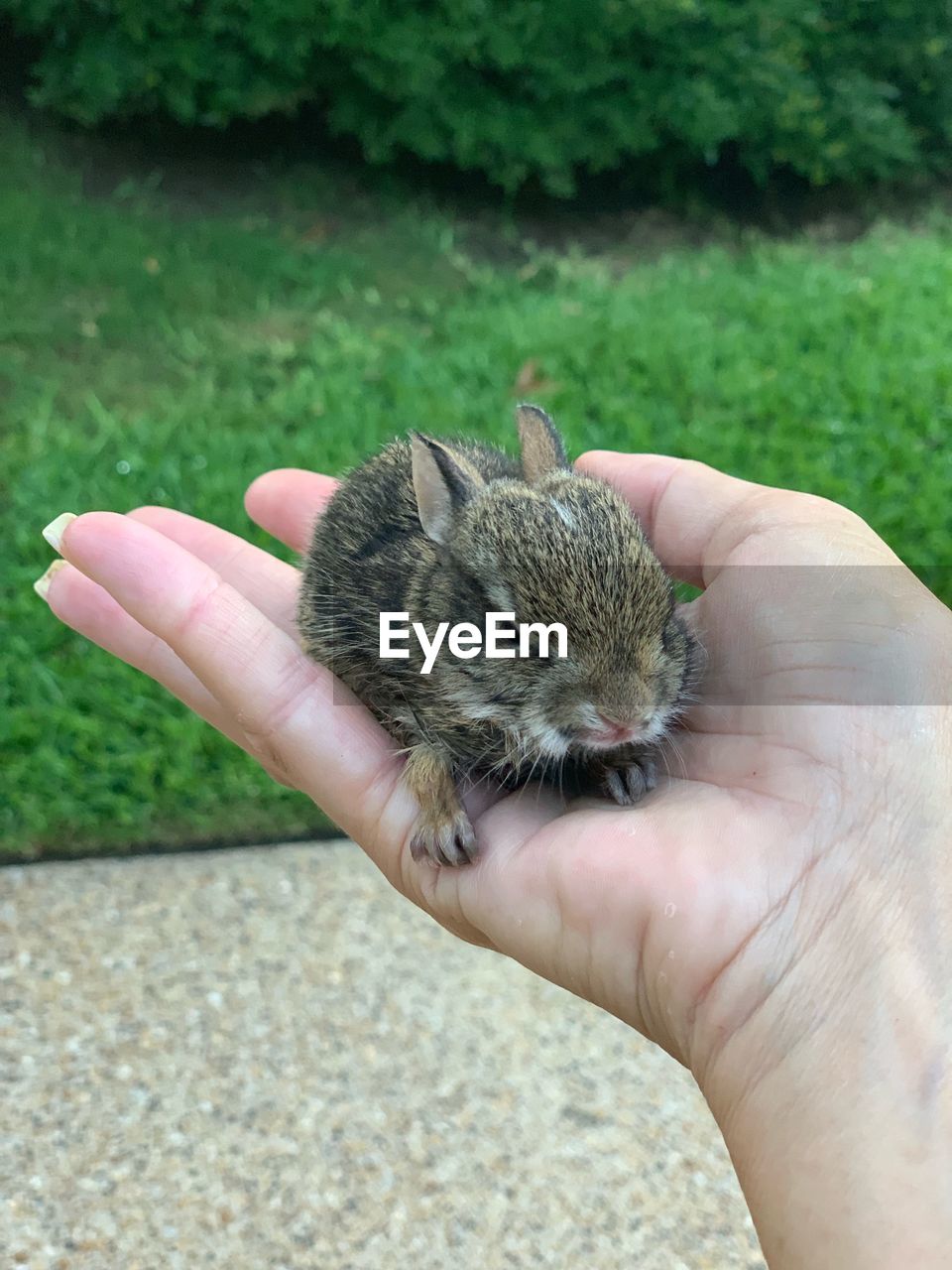 Saved this baby bunny this morning from drowning in our pool. 