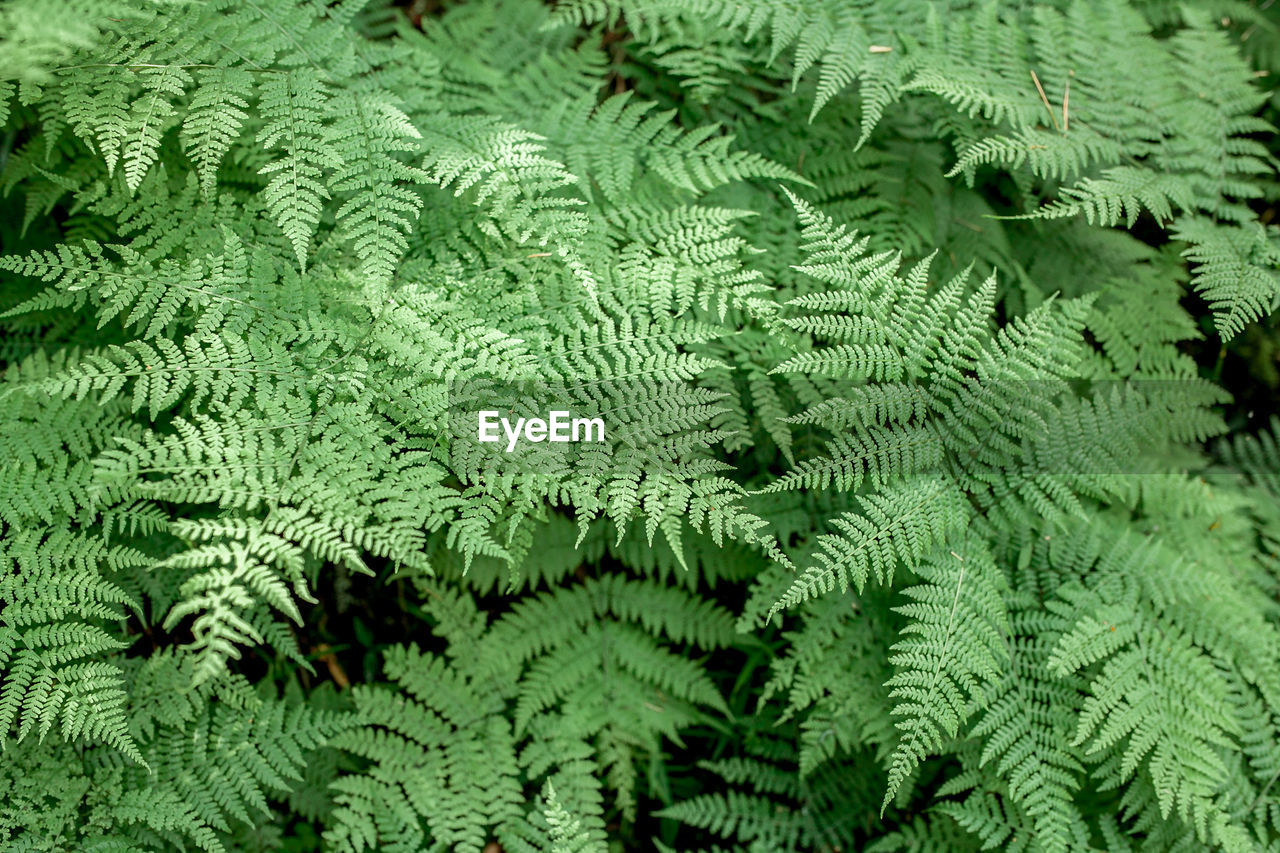 Full frame shot of green leaves