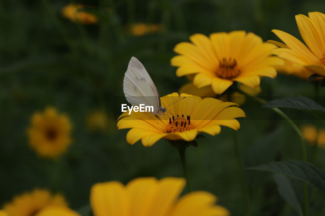 Close-up of butterfly pollinating on yellow flower