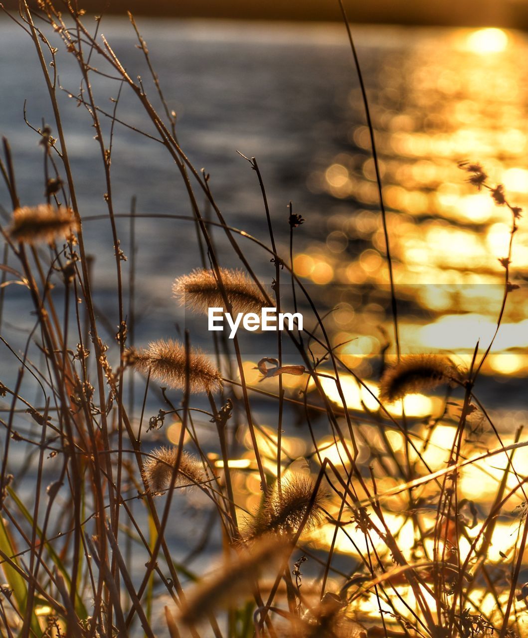 Close-up of grass in lake against sky