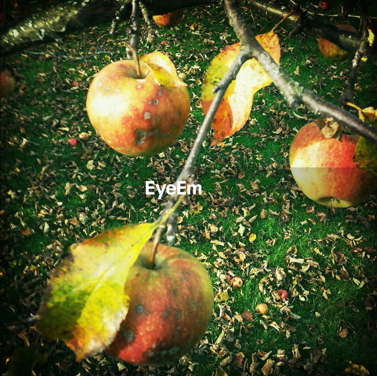 CLOSE-UP OF FRESH APPLES