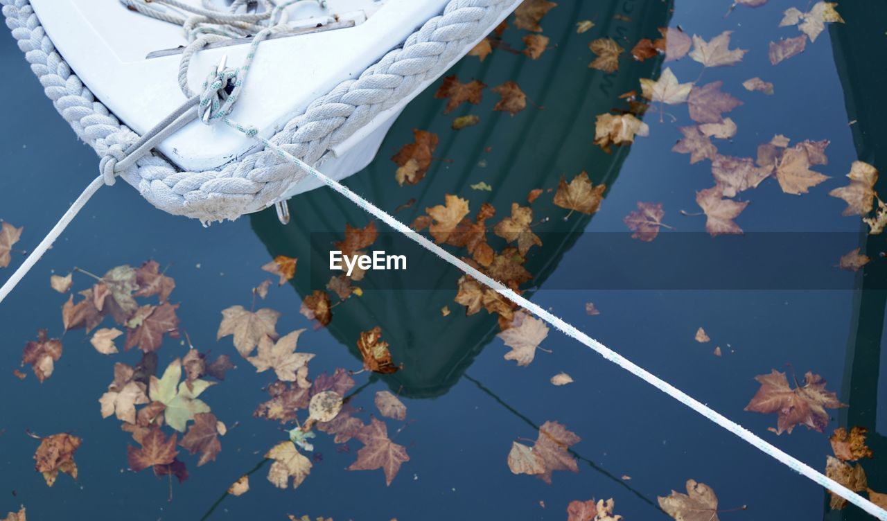 High angle view of leaves floating on lake