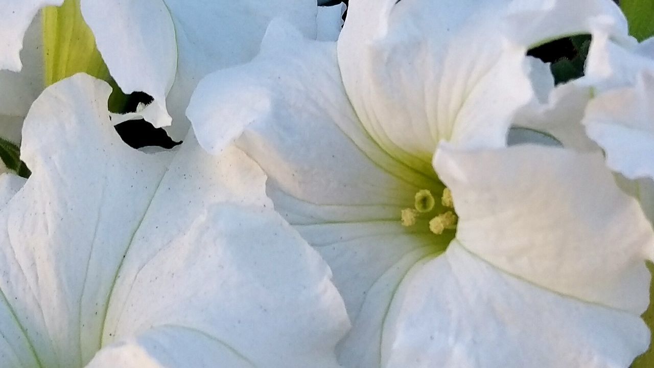 Close-up of white flowers