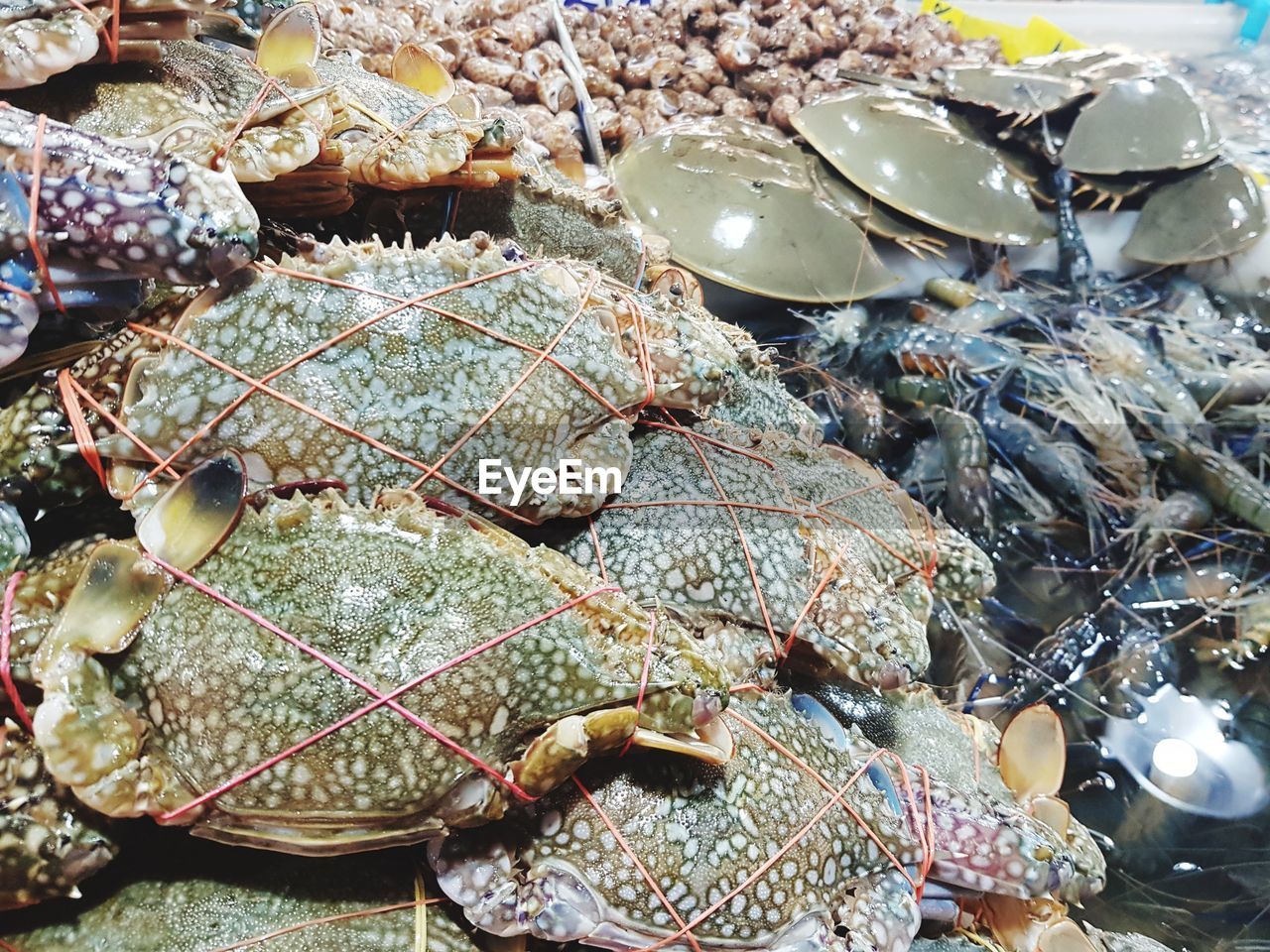 High angle view of crabs in plate