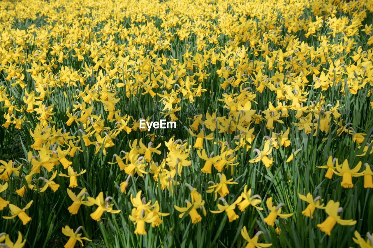 FULL FRAME SHOT OF YELLOW FLOWERING PLANTS