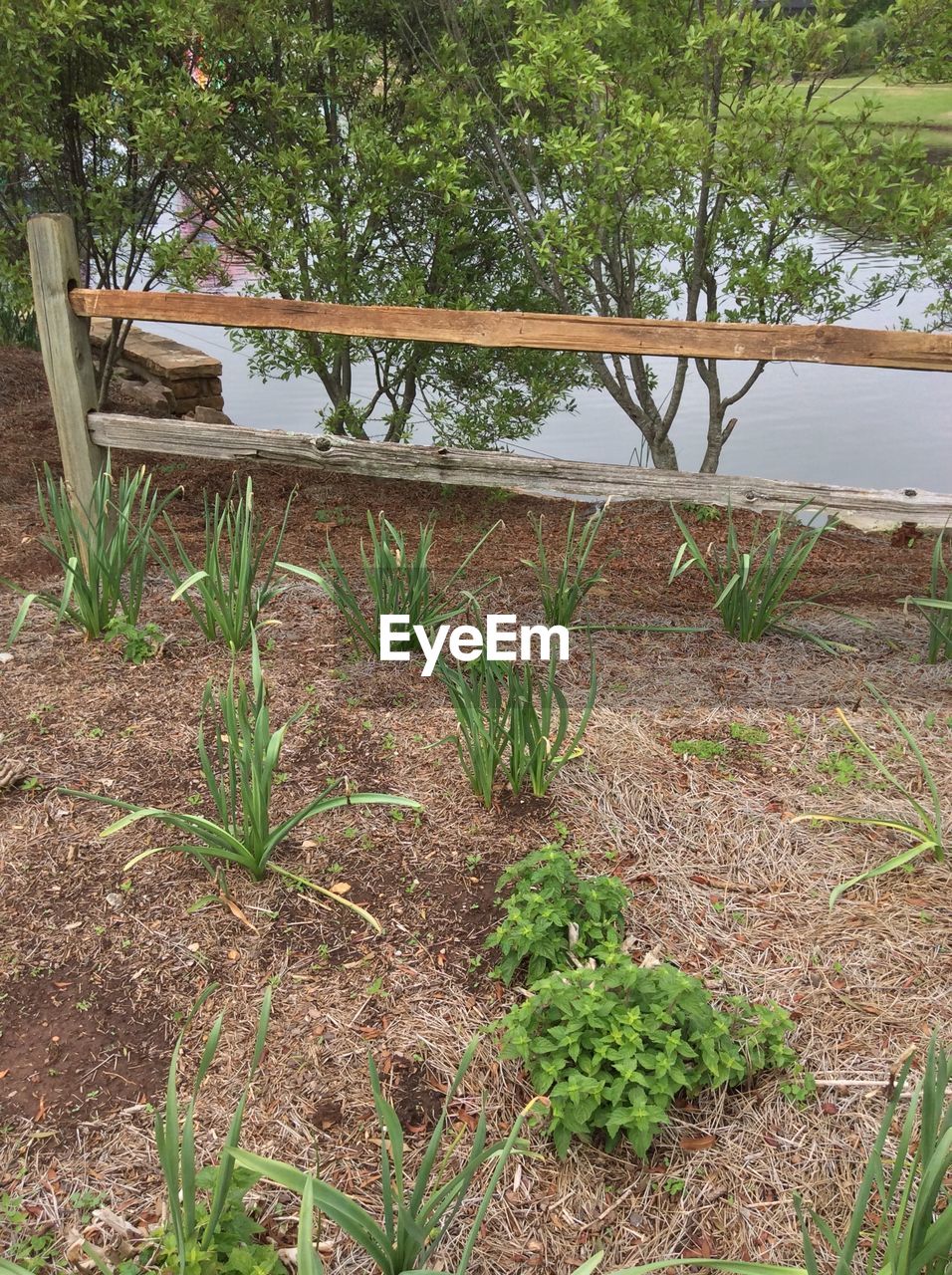HIGH ANGLE VIEW OF PLANTS GROWING ON FIELD