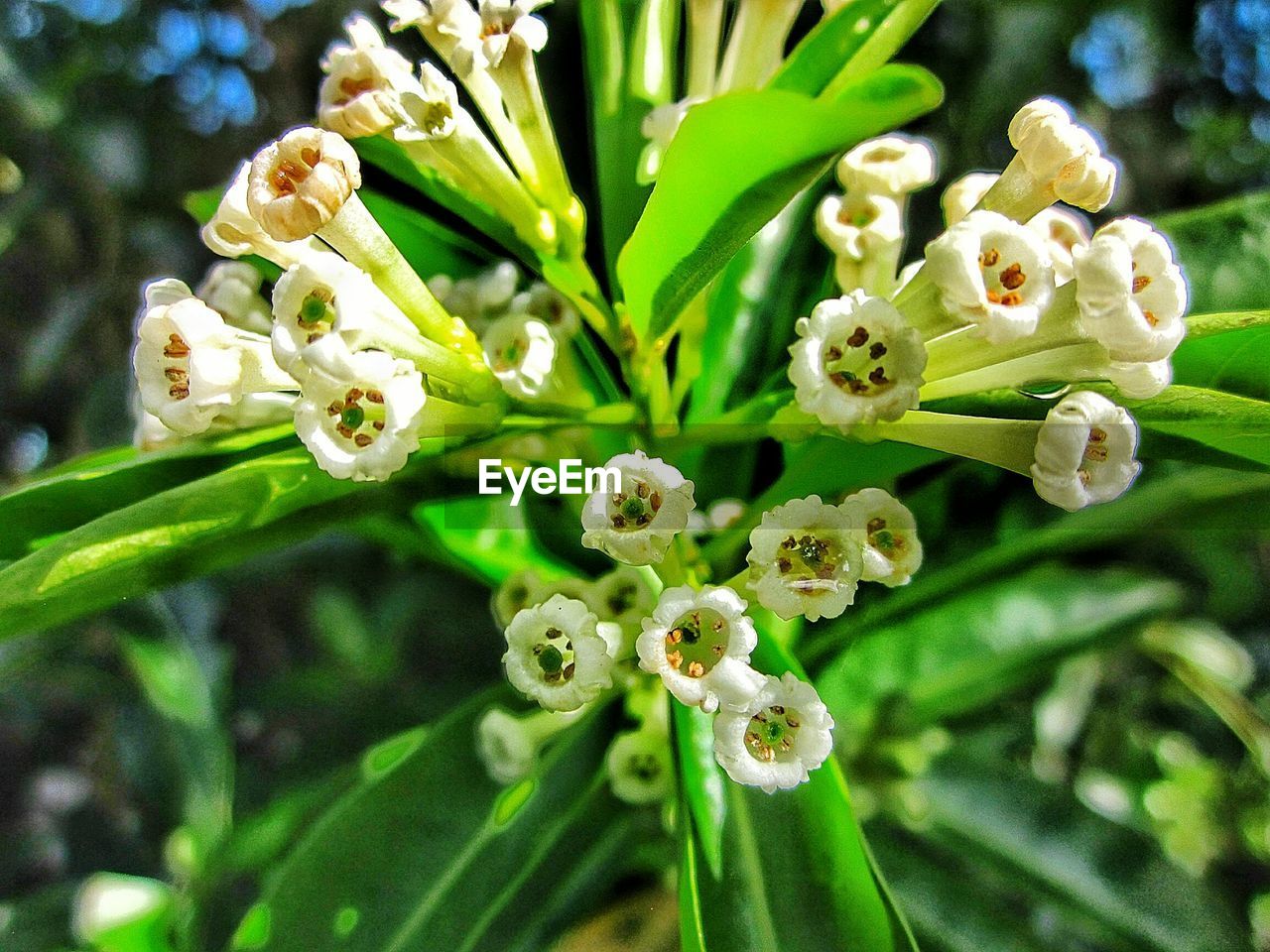 Close-up of flowers against blurred background