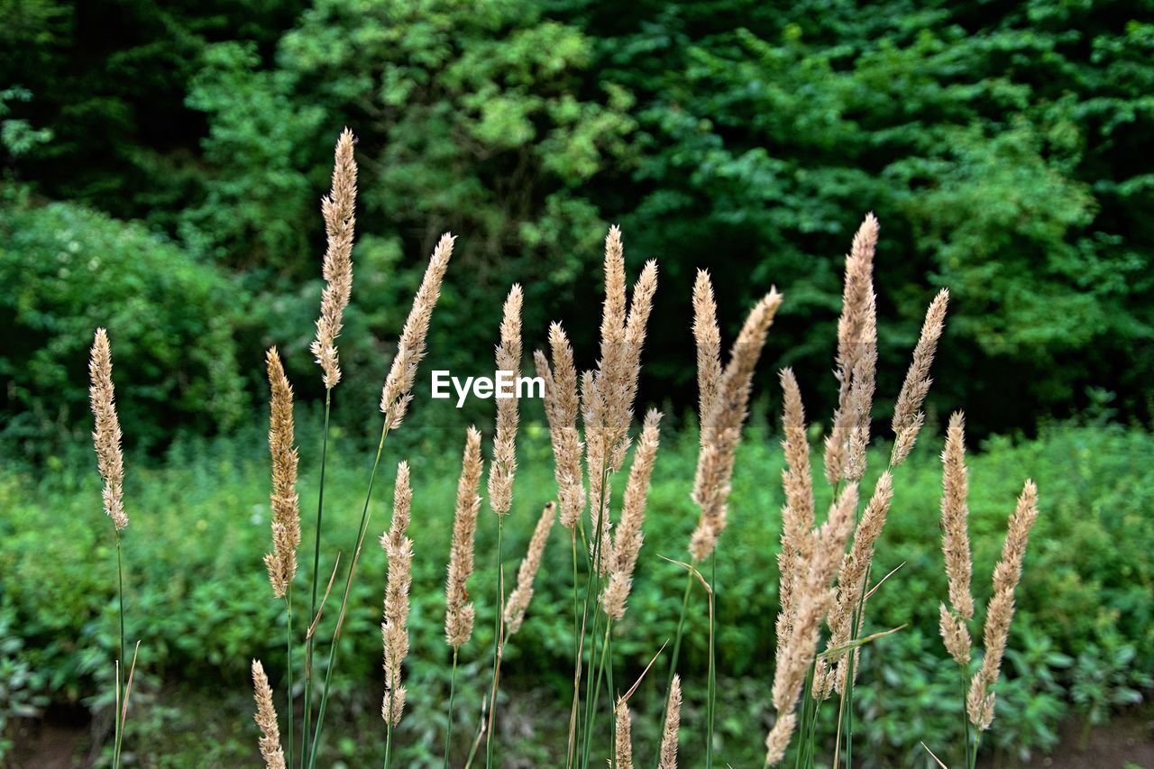 Close-up of plants growing on field
