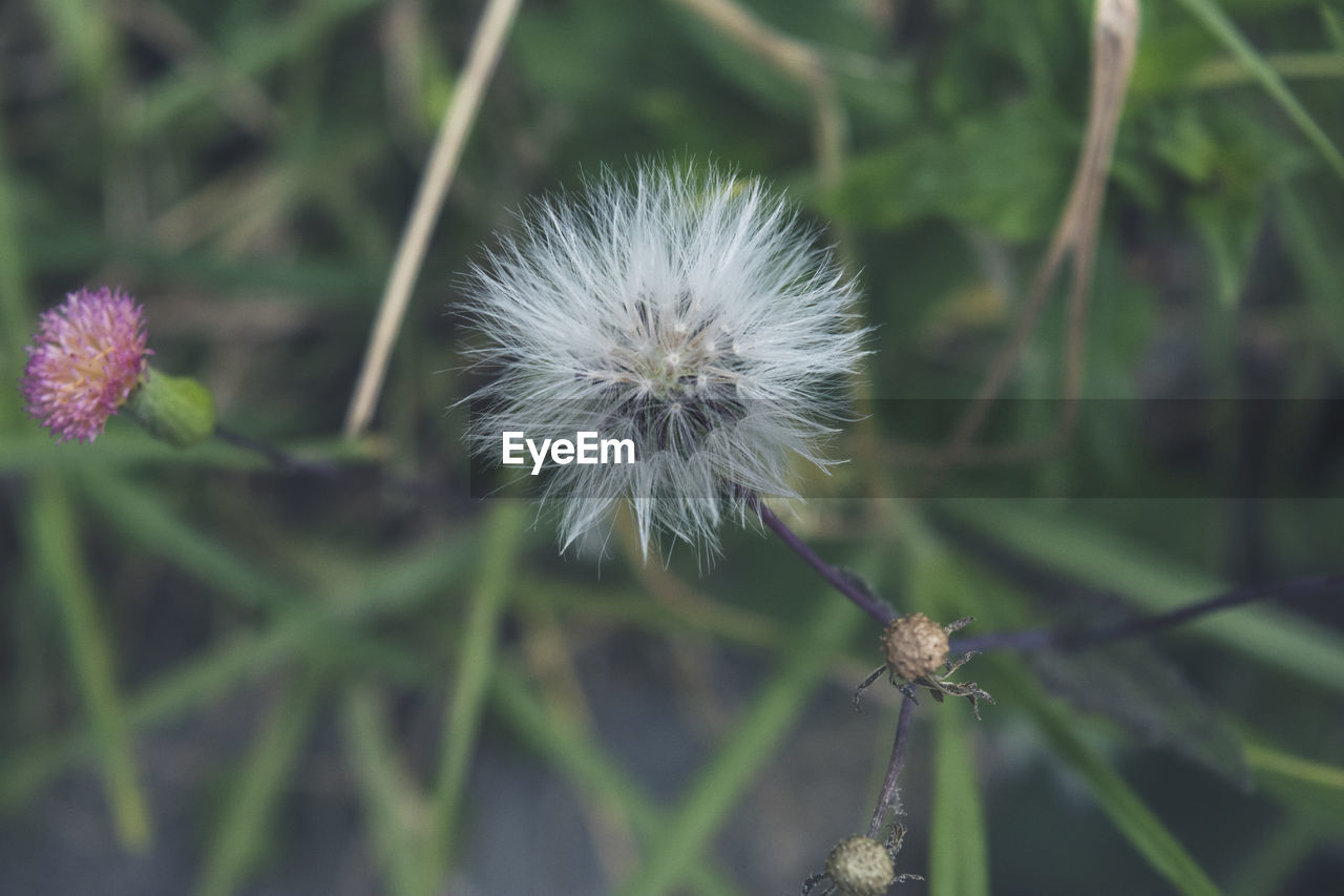 CLOSE-UP OF FLOWER GROWING ON PLANT