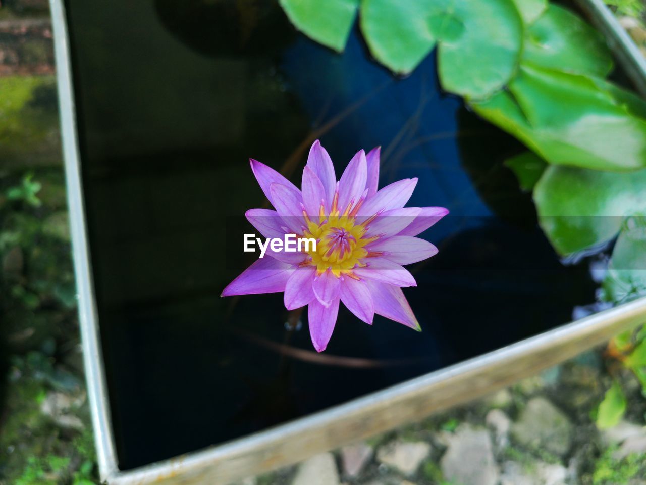 CLOSE-UP OF WATER LILY IN LAKE