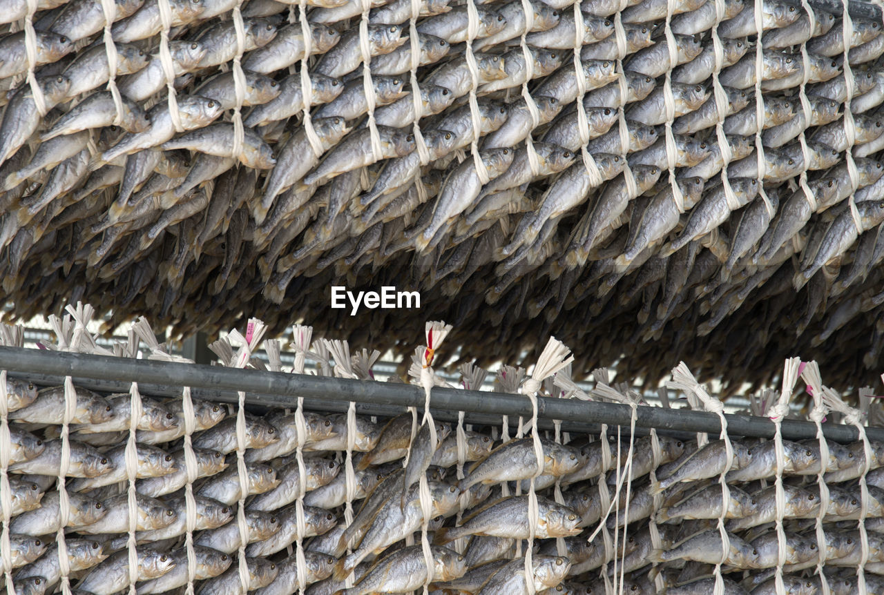 CLOSE-UP OF BIRD PERCHING ON ROOF