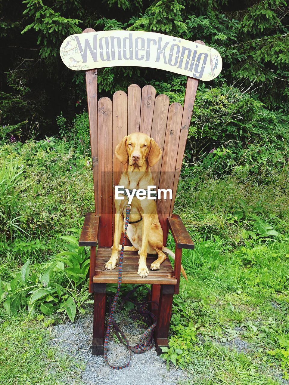 View of dog sitting on chair