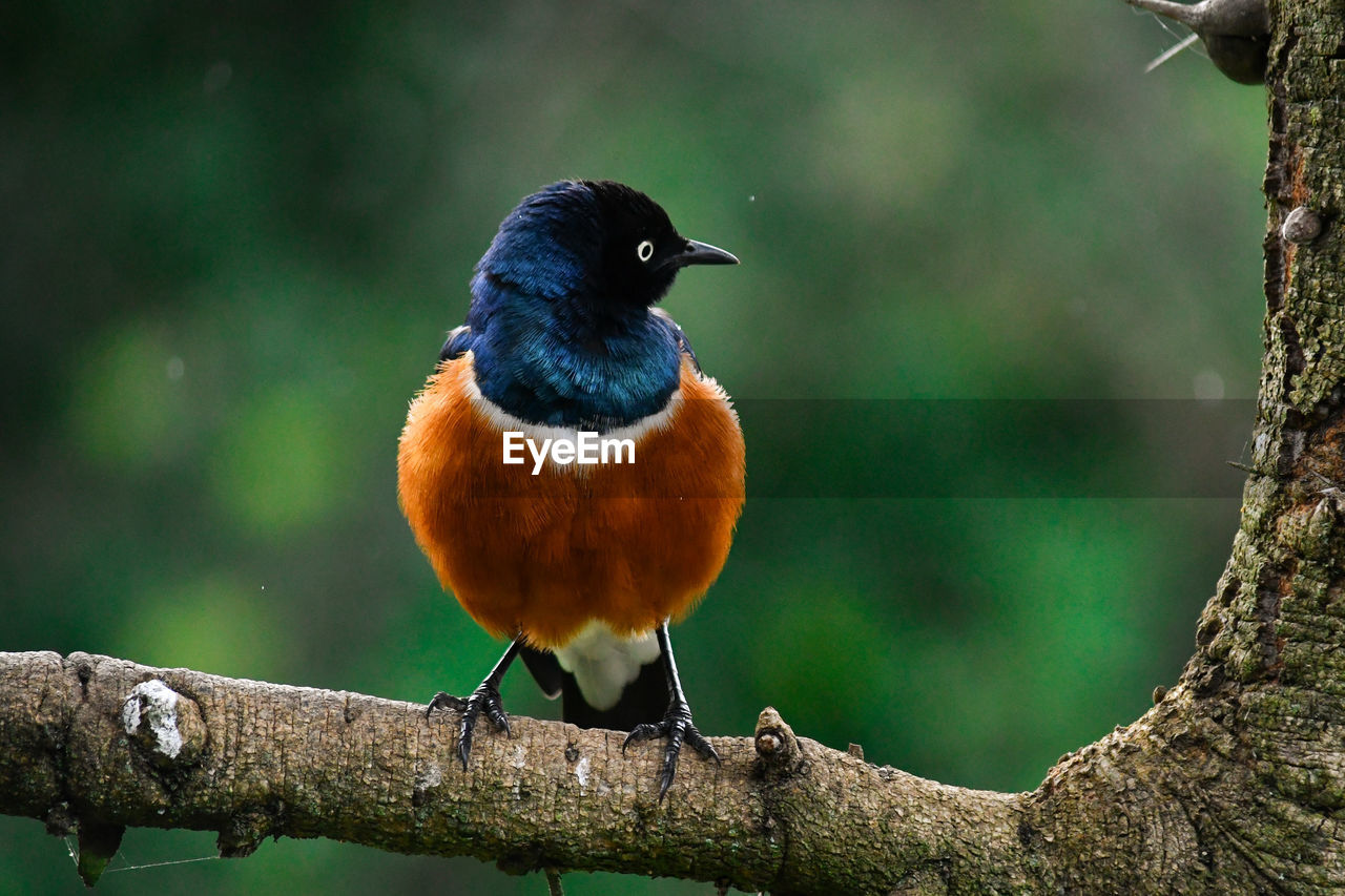 Close-up of bird perching on branch