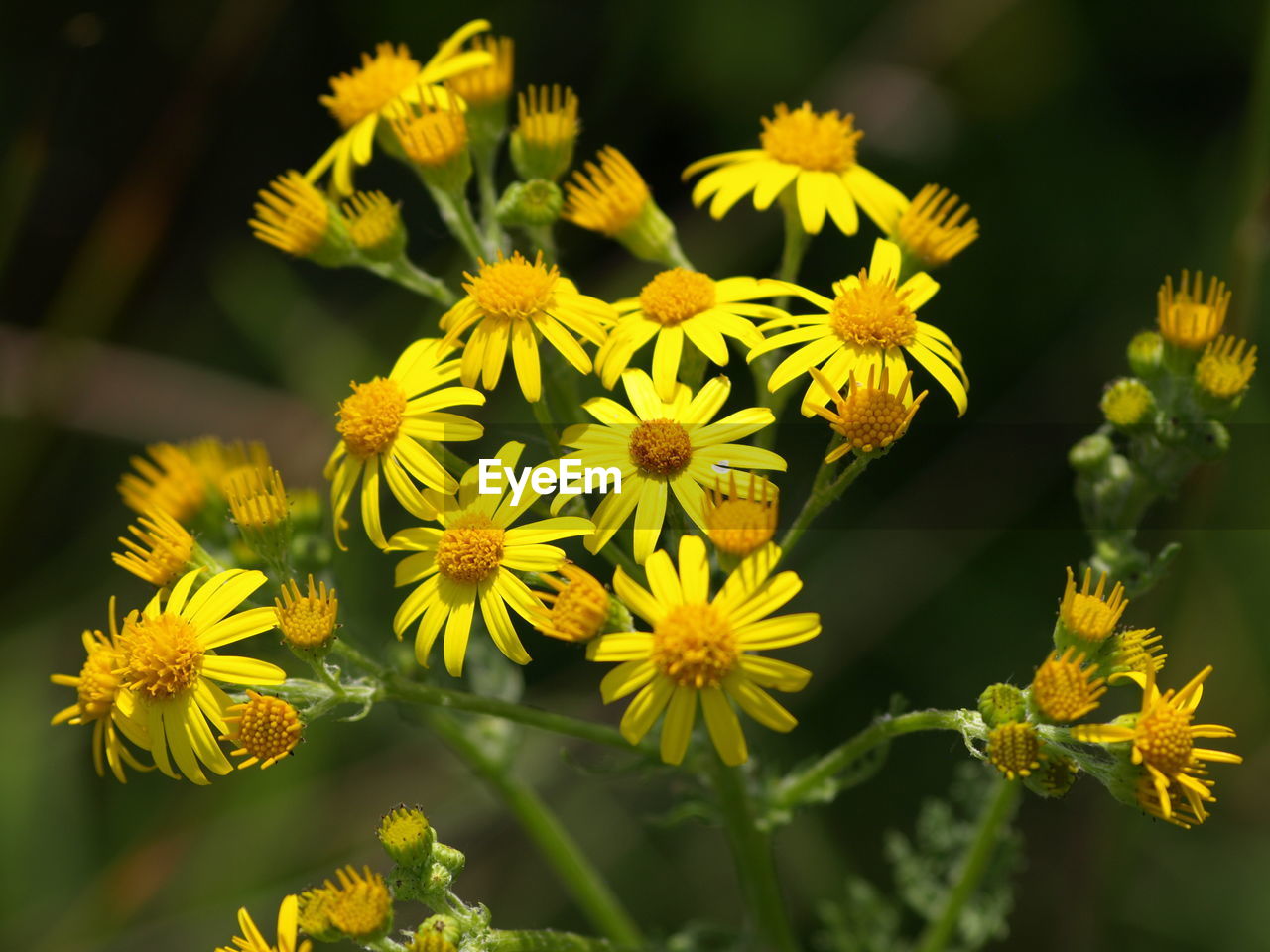 CLOSE-UP OF YELLOW FLOWERING PLANTS OUTDOORS
