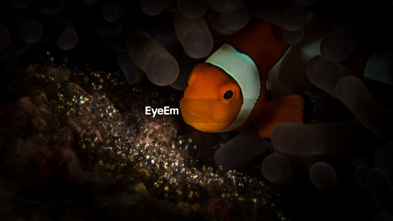 An anemonefish caring for the soon-to-hatch young fish whose eyes are already visible. 