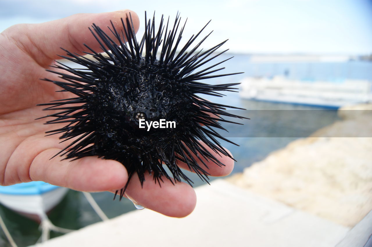 Cropped image of hand holding sea urchin at beach