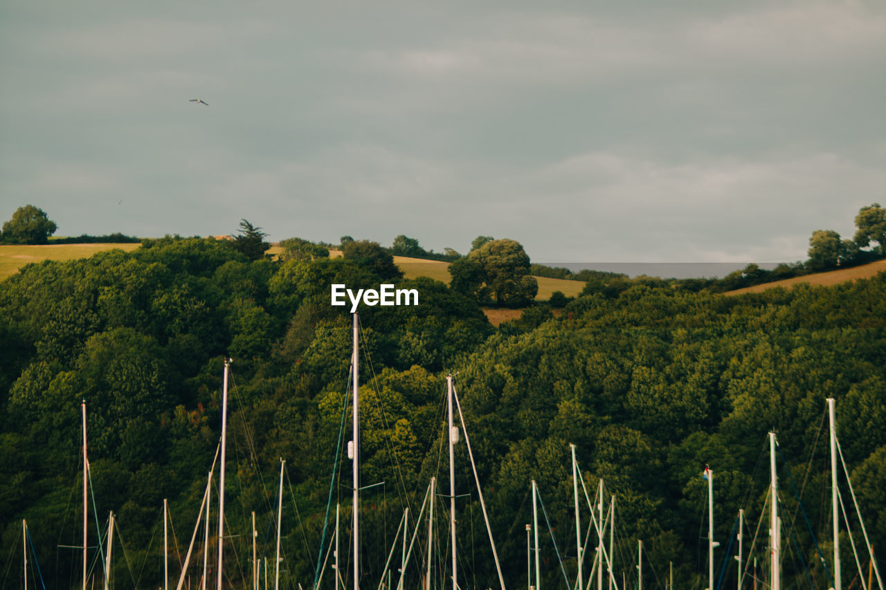 SCENIC VIEW OF TREES ON LANDSCAPE AGAINST SKY