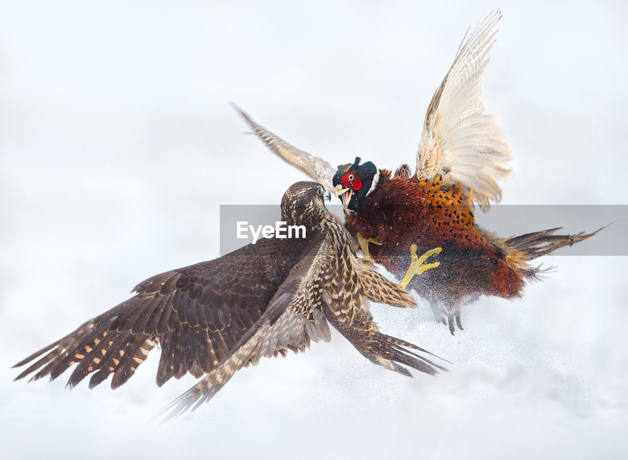 Peregrine falcon and pheasant fighting in the snow