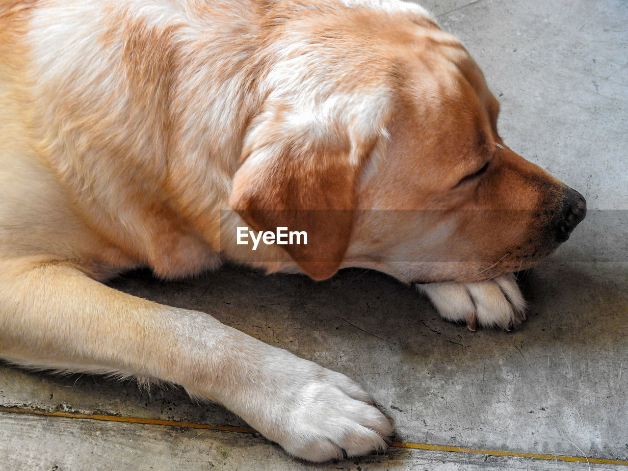 High angle view of labrador retriever lying on floor