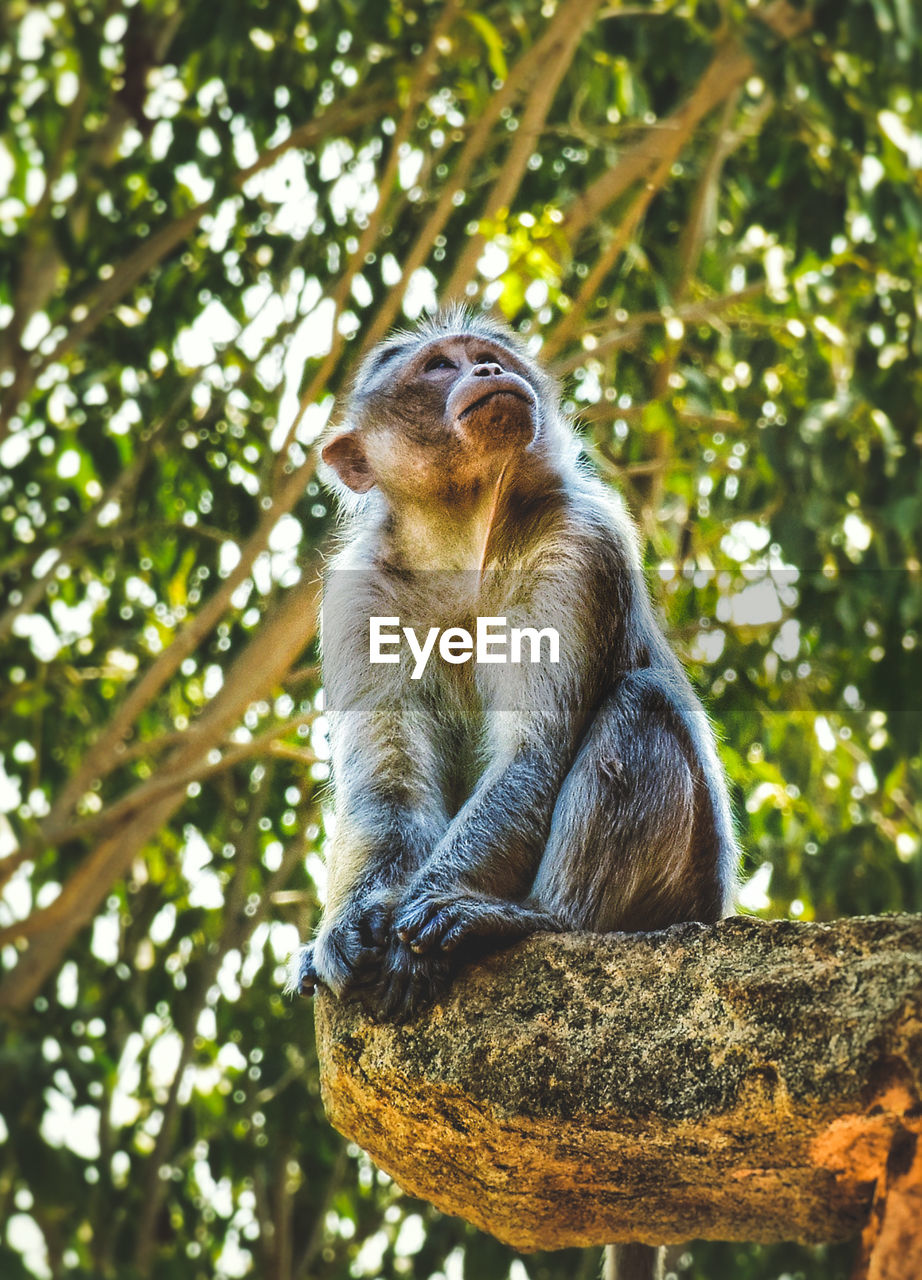 Low angle view of monkey sitting on a rock