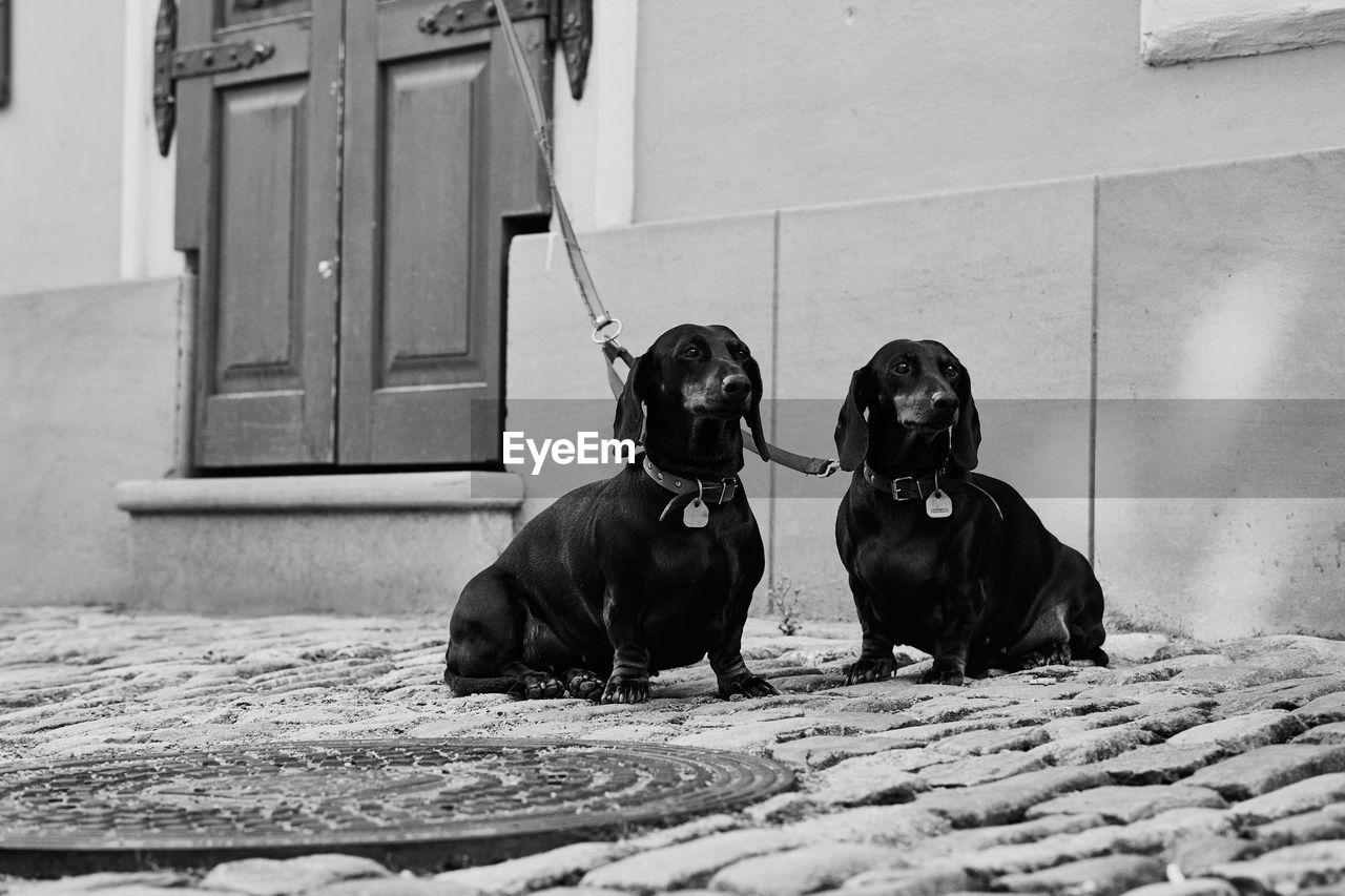 Portrait of dogs sitting outdoors