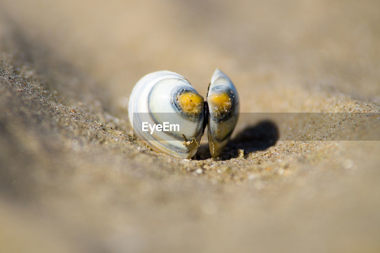 Close-up of snail on sand