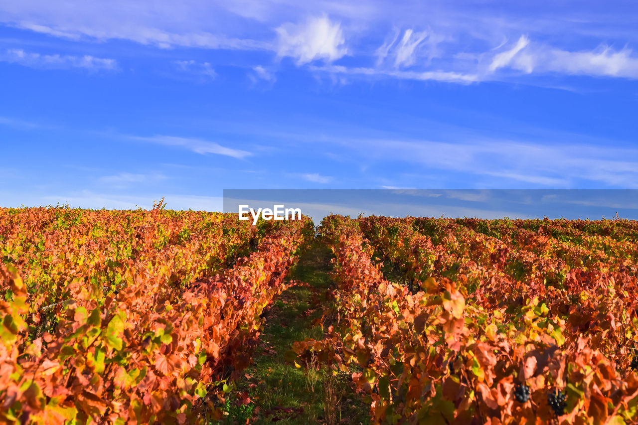 Grapes vines plants change colors of leaves in autumn - vineyard landscape view in autumn
