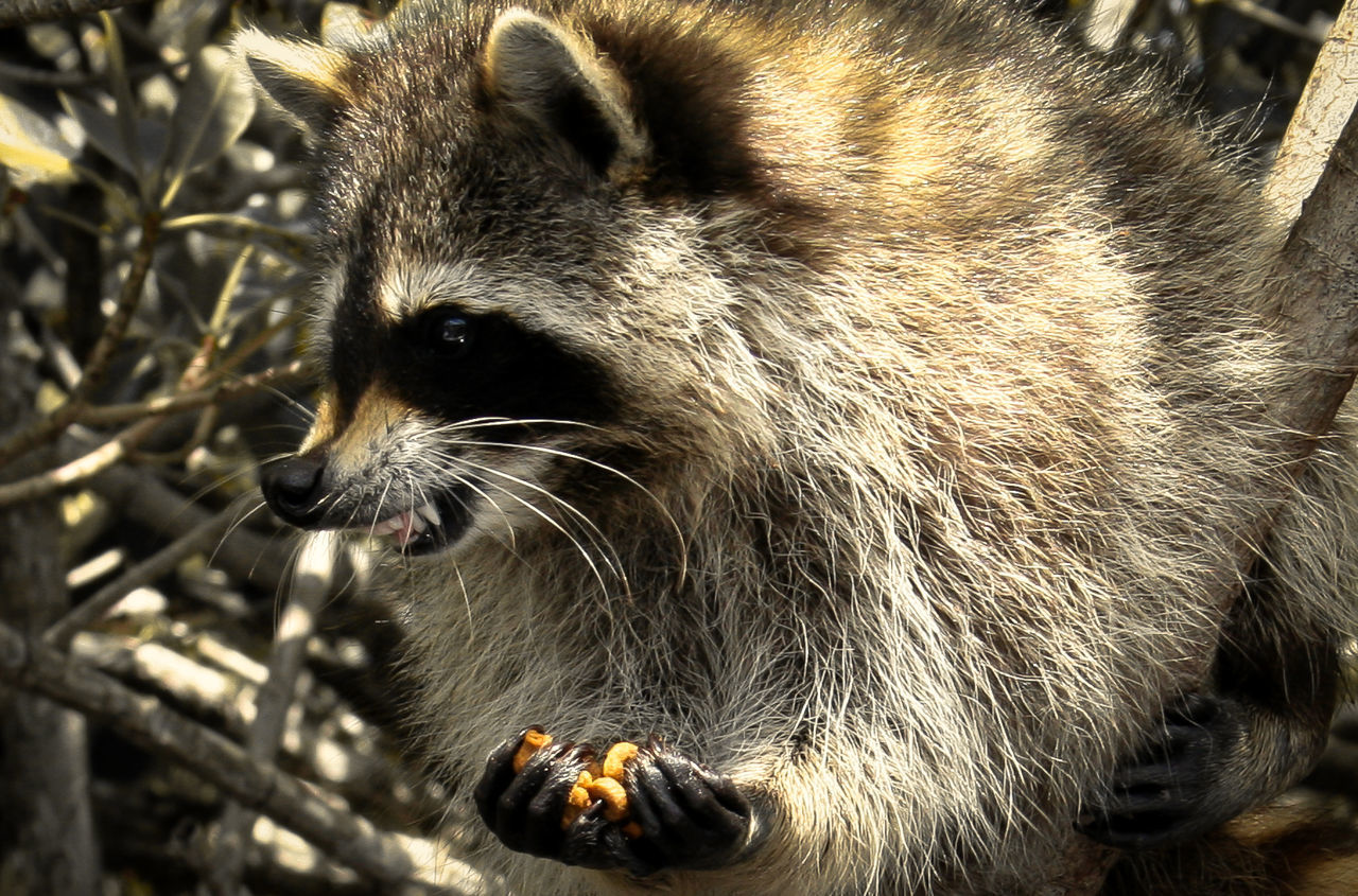 Close-up of raccoon holding food in forest
