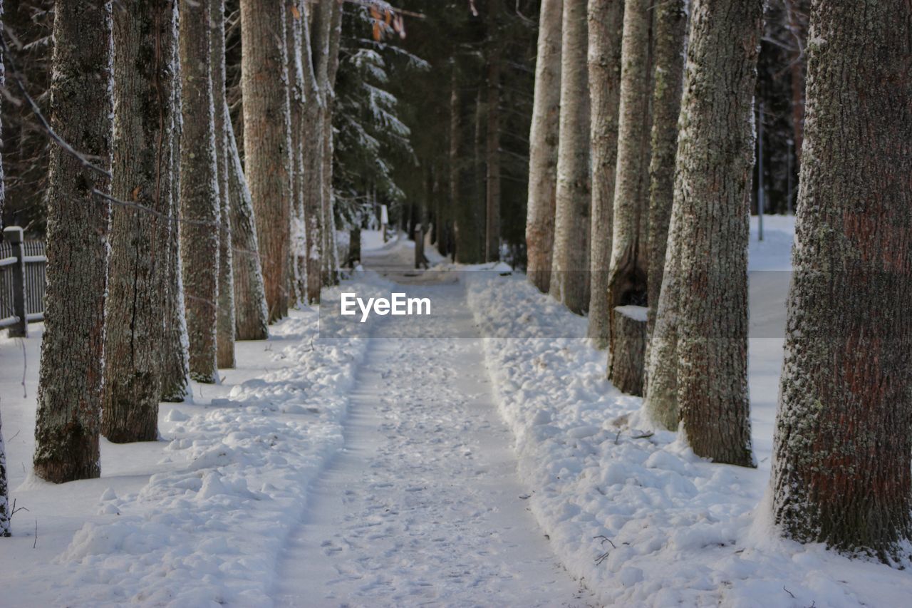 SNOW COVERED PINE TREES IN FOREST