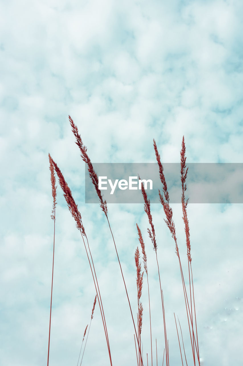 sky, cloud, wind, line, nature, no people, flower, day, low angle view, grass, outdoors, blue, plant, beauty in nature, growth, air show