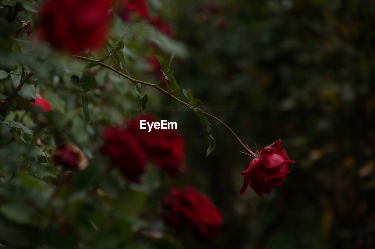 Close-up of red roses blooming outdoors